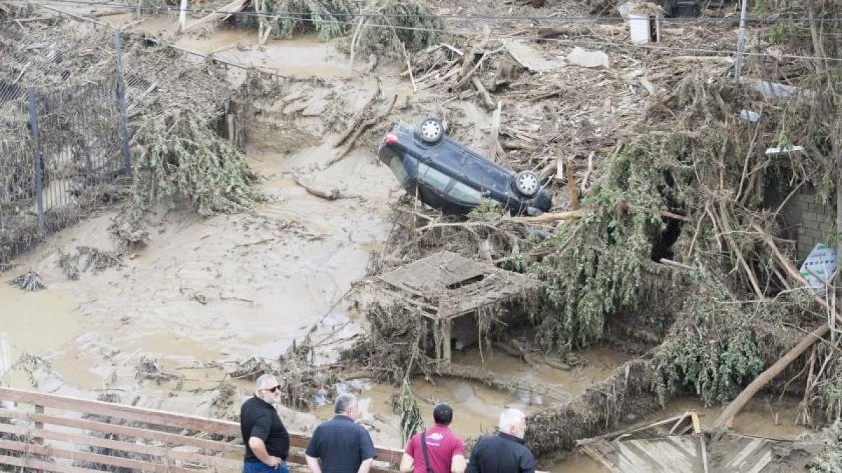 inundatii in georgia un barbat a fost ucis de o felina evadata de la gradina zoologica din tbilisi