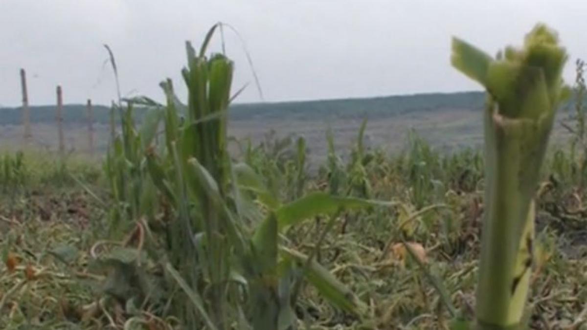 judete intregi maturate de ploi vijelii si grindina ploile au facut ravagii in mare parte din tara