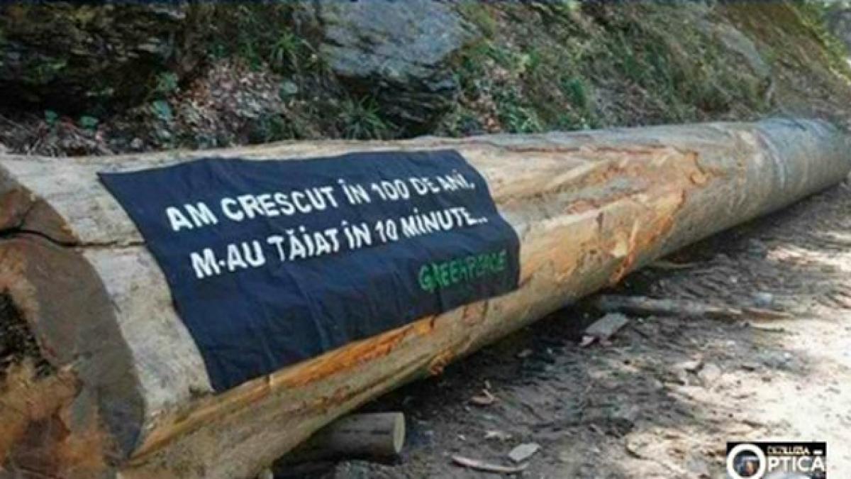 deziluzia optica codrul aliat cu romanul