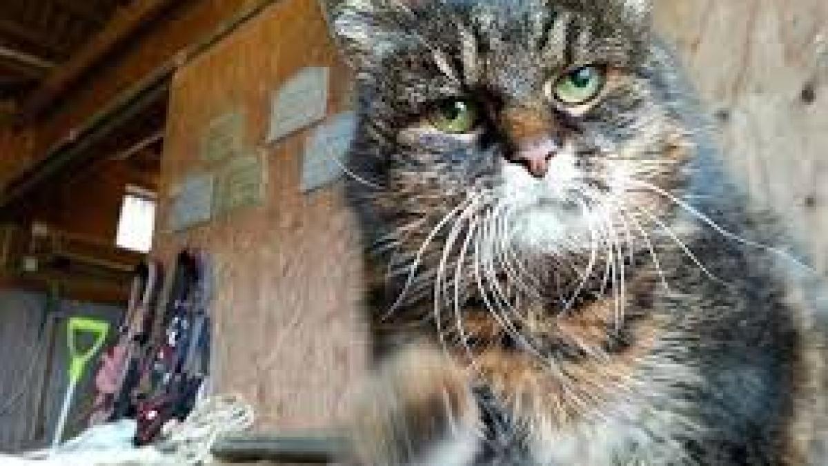 cea mai batrana pisica din lume a ajuns la varsta de 30 de ani