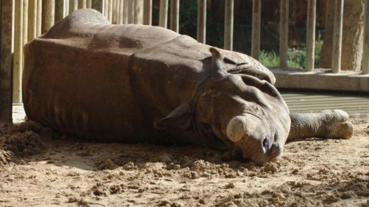 o companie din domeniul biotehnologiei a facut un lucru incredibil pentru a salva rinocerii