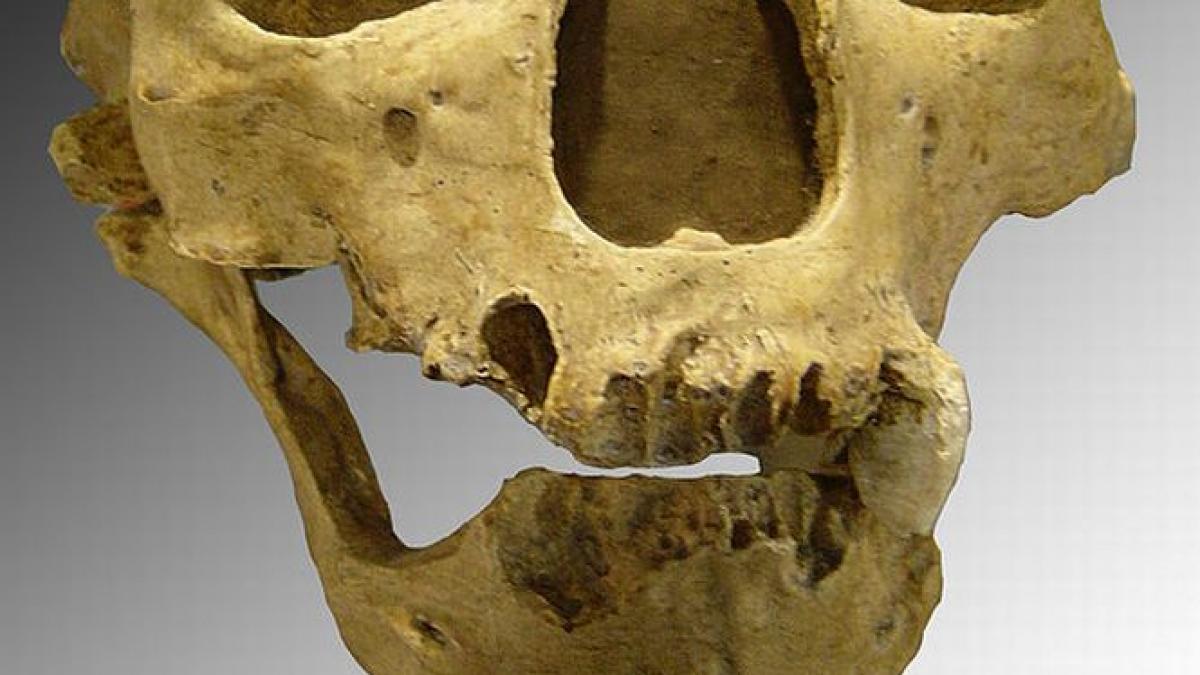 un maxilar uman descoperit in romania la baza unui studiu important despre omul de neanderthal