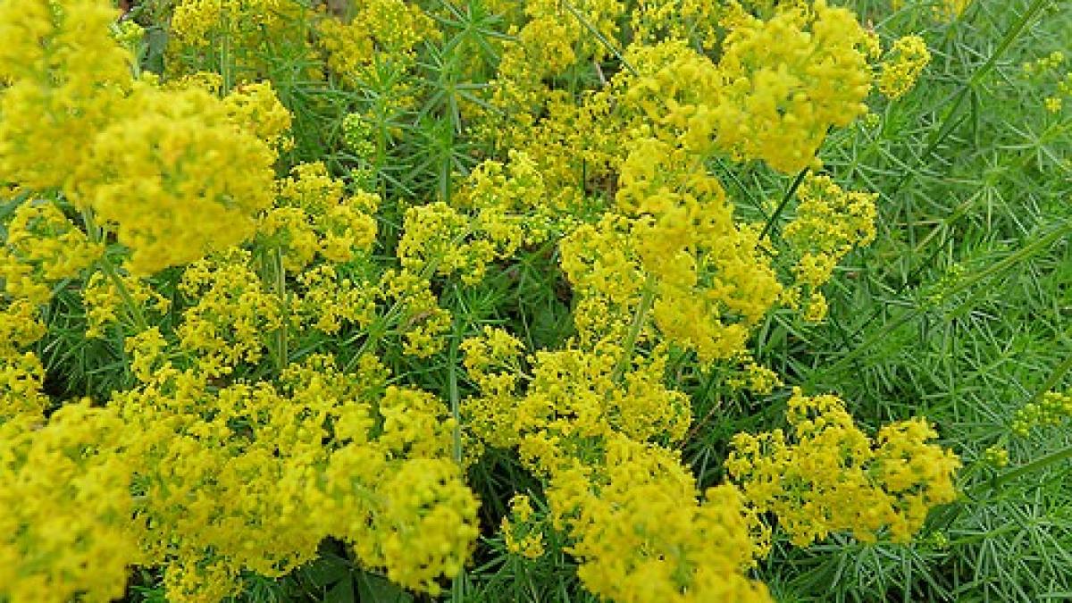 noaptea de sanziene ce s a intamplat in noaptea de sanziene