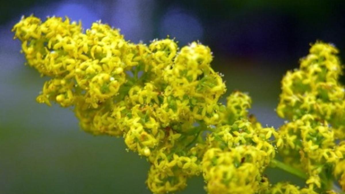 sanziene traditii populare de sanziene ce obiceiuri s au pastrat