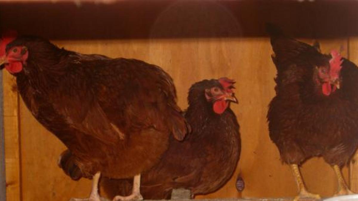 sute de mii de pui vii pusi sub sechestru intr un caz de evaziune