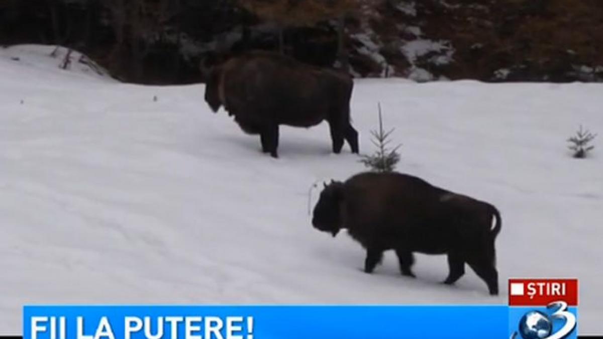 fii la putere de ce resita e un oras unic in europa