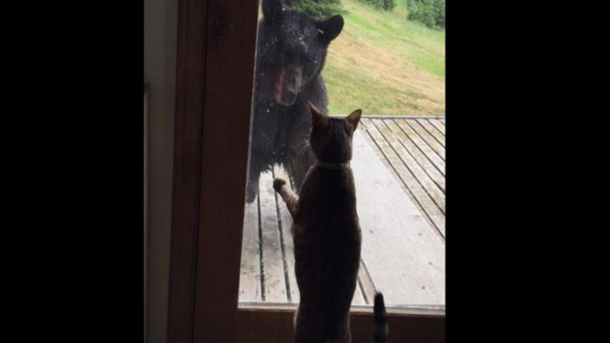 putere de felina o pisica a pus pe fuga un urs care dadea tarcoale casei video