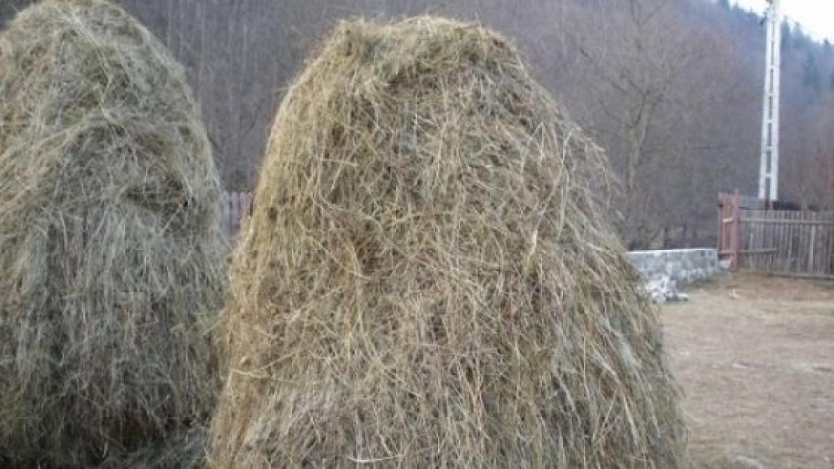 tragedie fara margini moarte stupida sub ochii fiului sau