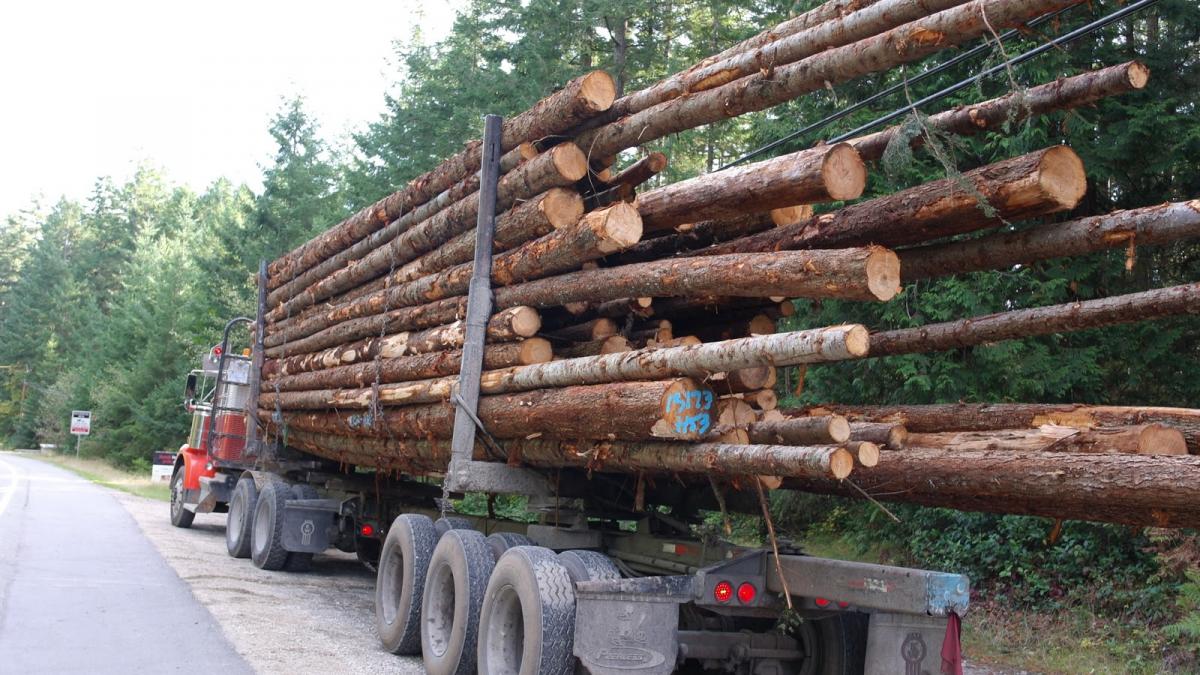 accident groaznic in bistrita un tanar de 17 ani strivit de un camion de lemne