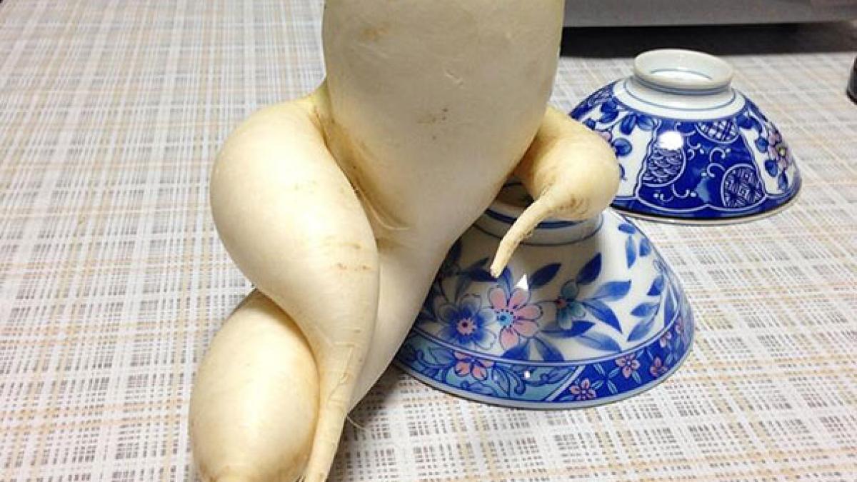 lamaie in forma de banana cartof in forma de urs si morcov astronaut cu ce au fost udate oare