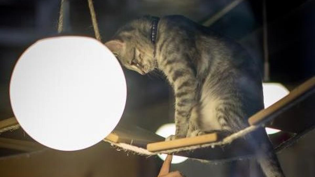 cea mai noua idee venita direct din silicon valley inchirierea pisicilor