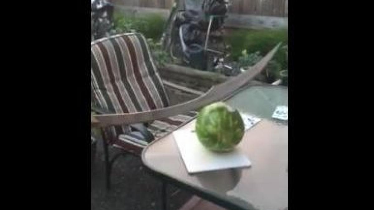 de ce sa nu incerci sa tai un pepene cu o sabie ninja