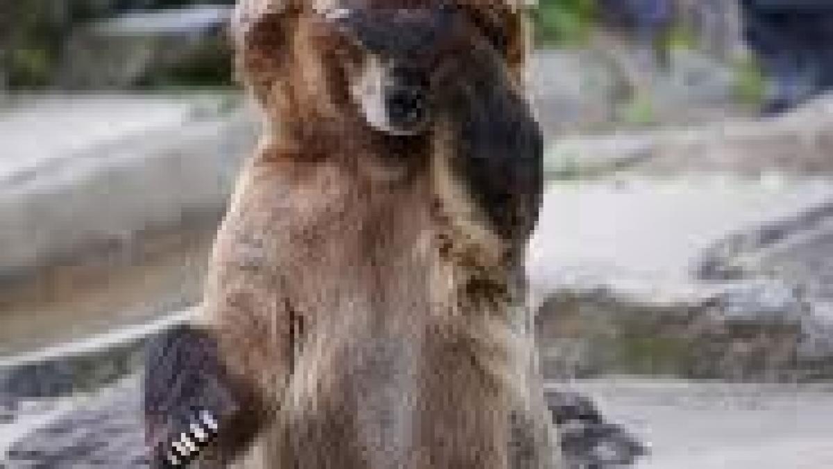 ursul nu mai e pacalit de vulpe cine a reusit sa il puna pe fuga