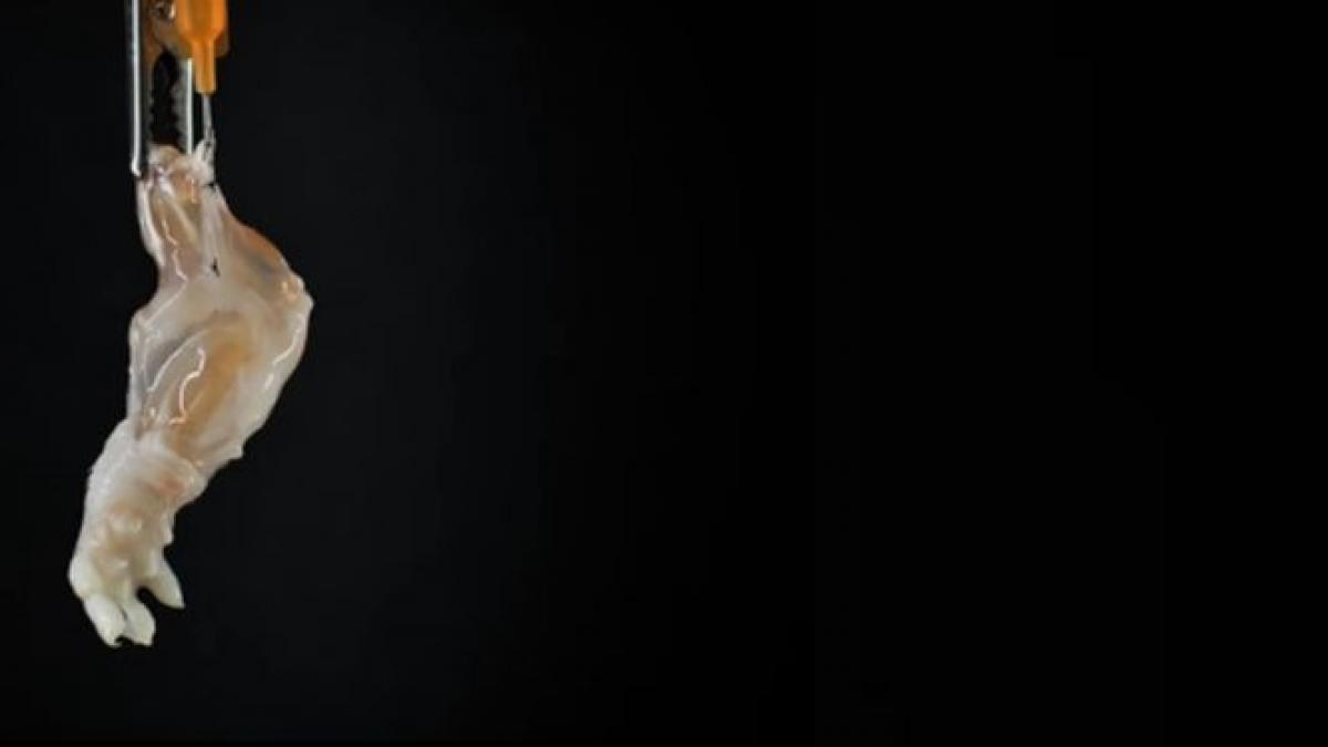 o noua tehnica in medicina ar putea fi viitorul industriei protezelor cum arata primul brat crescut