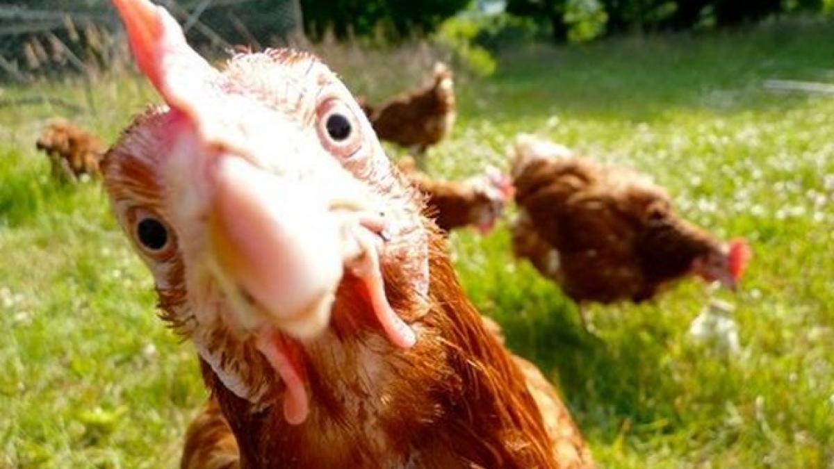 o noua televiziune in romania miron cozma emite printre gaini