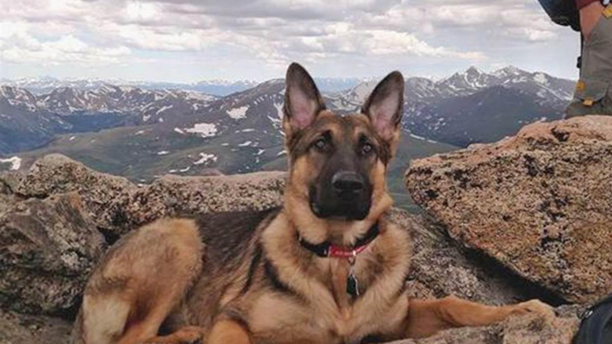 povestea emotionanta a lui rambo un ciobanesc german care a salvat 14 oameni de la moarte