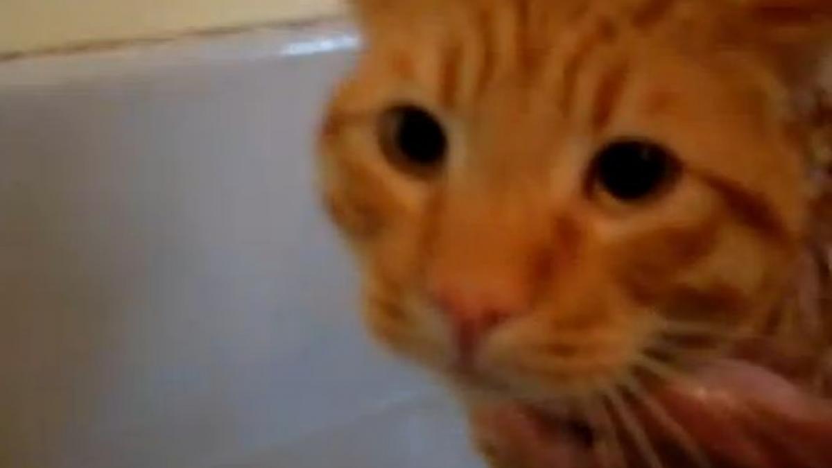 vei rade cu lacrimi o pisica isi iese din minti atunci cand trebuie sa faca baie