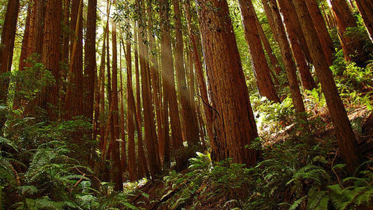 o femeie a nascut in mijlocul padurii si a supravietuit cu apa si mere pret de trei zile