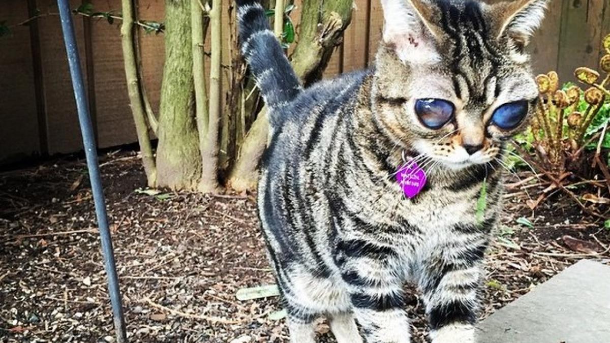 pisica cu ochi de extraterestru vezi cum a ajuns sa arate asa