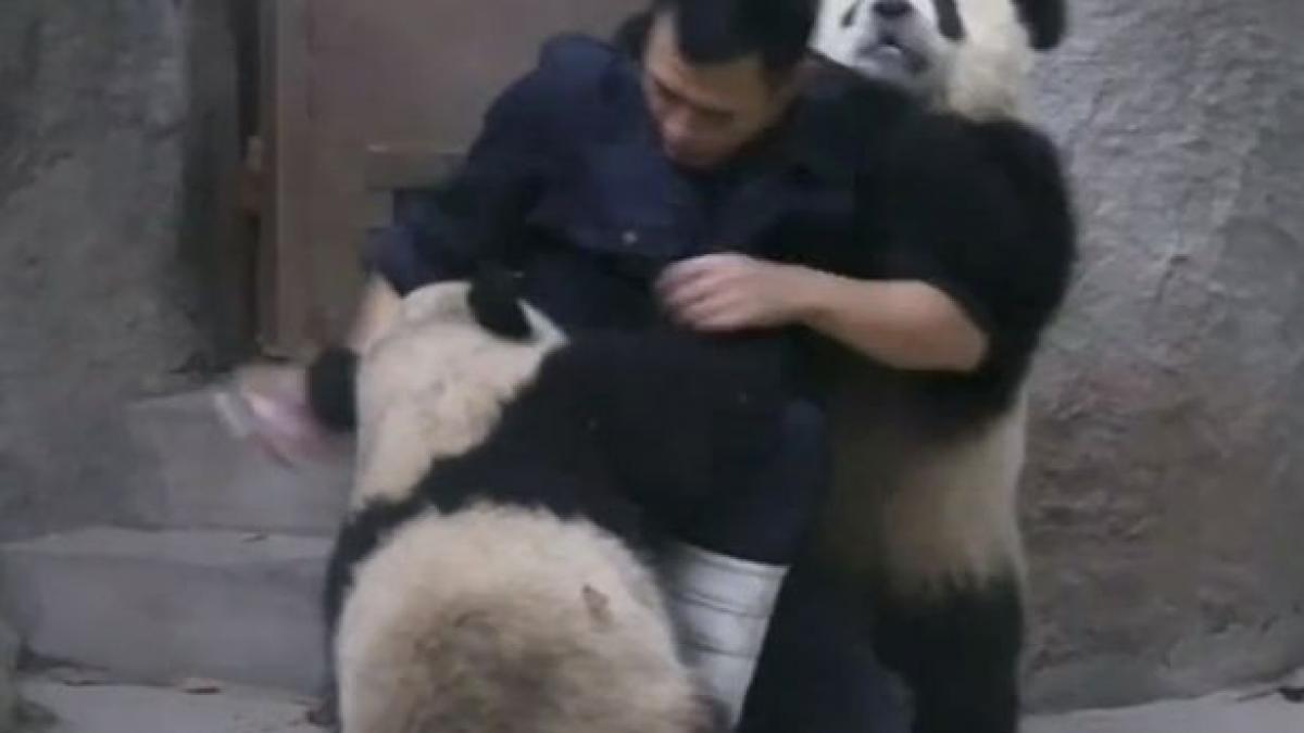 trebuie sa vezi asta cum s a luptat un ingrijitor cu doi ursi la zoo