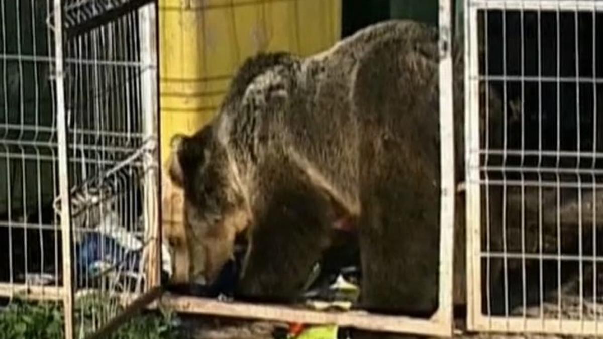 locuitorii din baile tusnad terorizati de ursi oamenii se baricadeaza in case din cauza animalelor