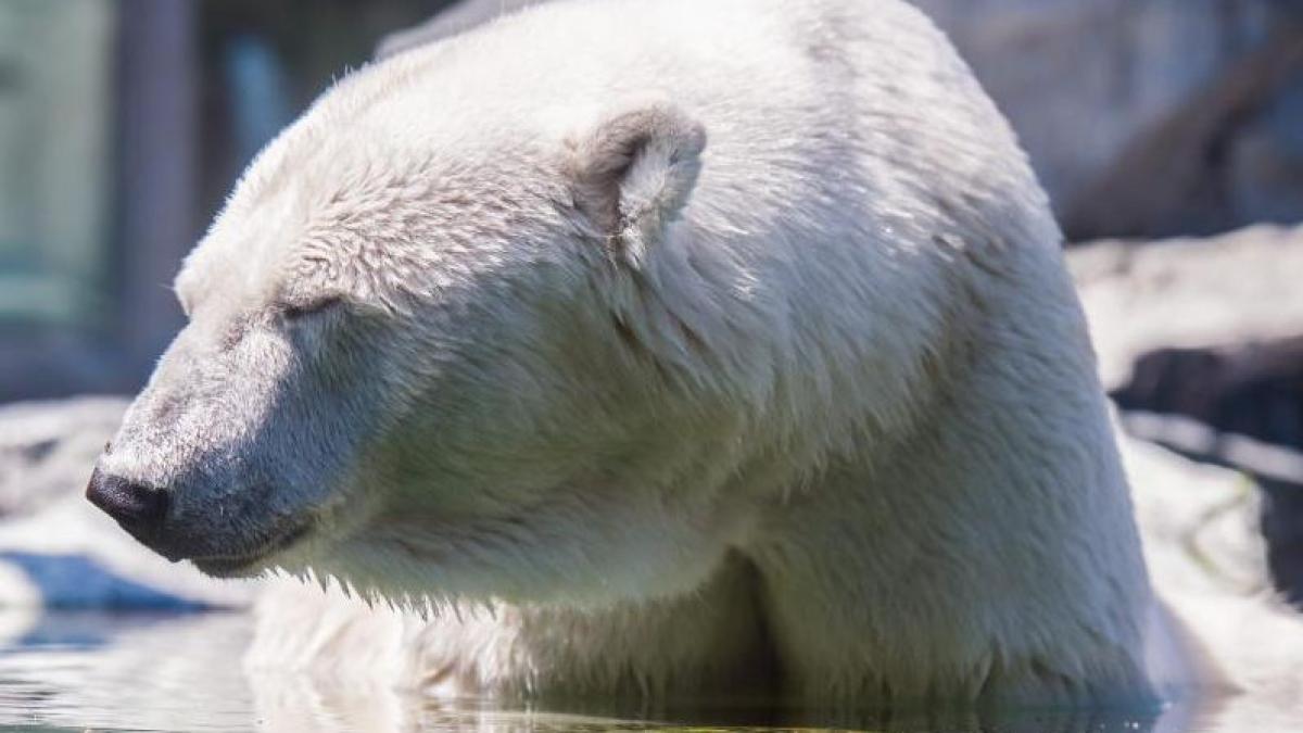 raport guvernamental daca nu se iau masuri in curand ne luam adio de la ursii polari