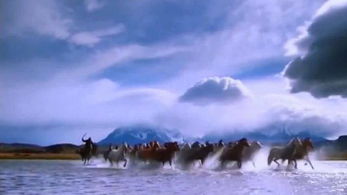 dincolo de stiri caii de la letea cruzime lacrimi si durere cine sunt oamenii din spatele salvarii