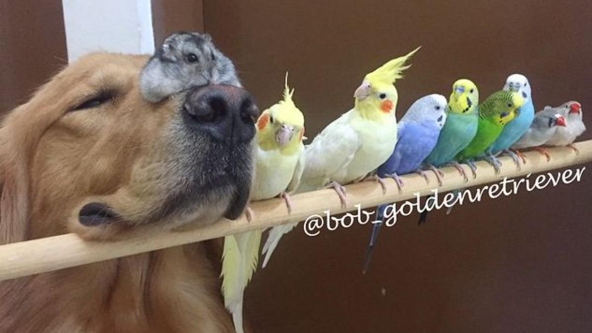 cainele e cel mai bun prieten al omului dar cine e cel mai bun prieten al cainelui