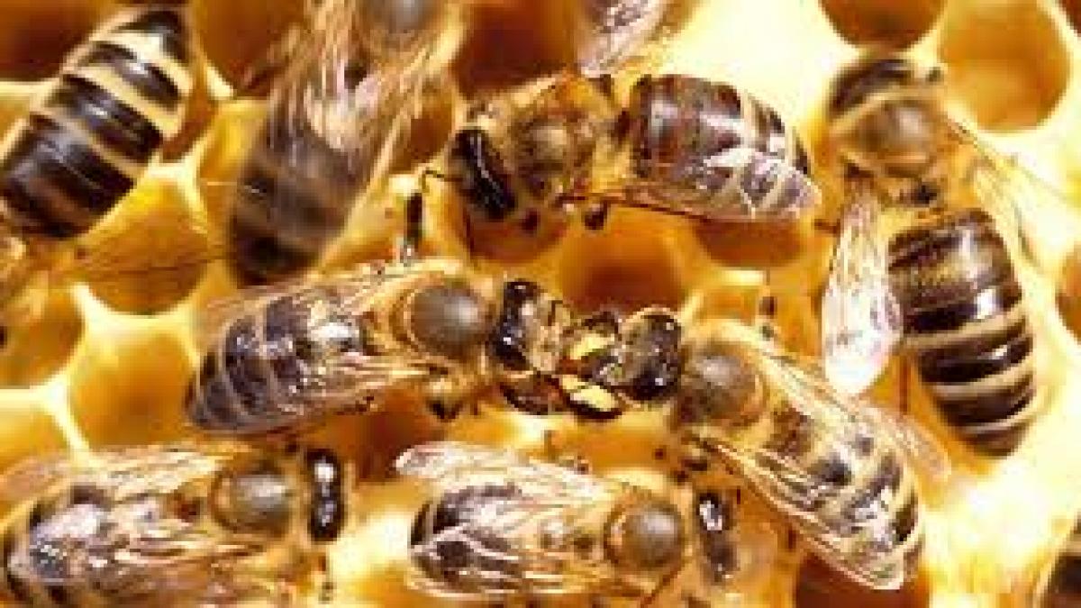 satul terorizat de albine oamenii nu mai stiu ce sa faca