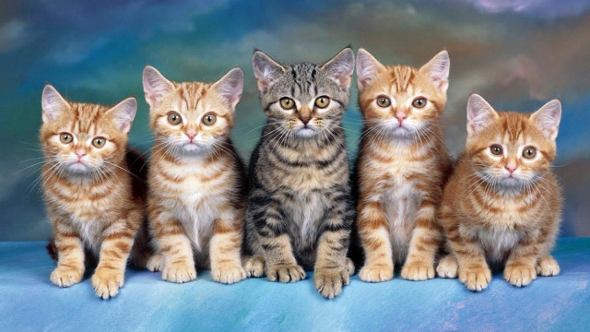 in bucuresti s a deschis singura cafenea de unde poti adopta si o pisica