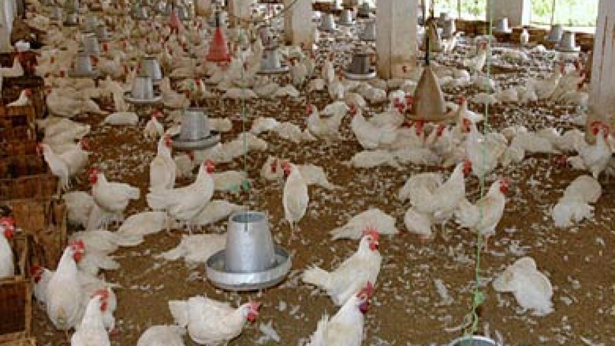 gripa aviara a revenit vezi unde a fost semnalat un nou caz