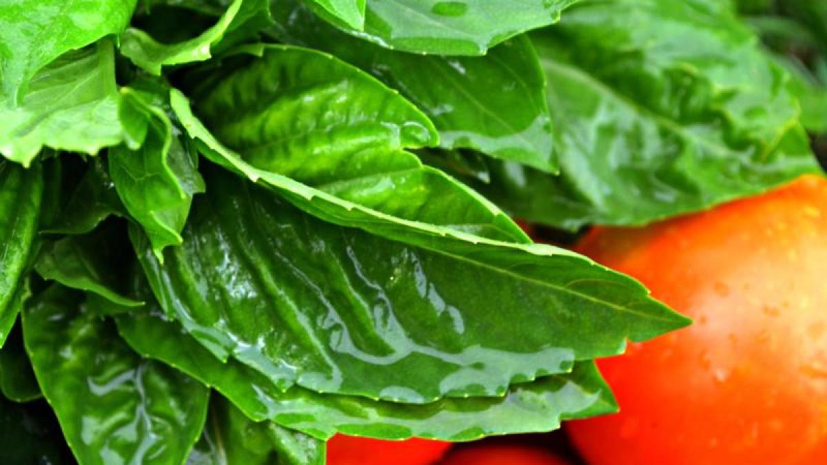 nu neglija alimentatia in timpul verii ce nu trebuie sa ti lipseasca in timpul vacantei