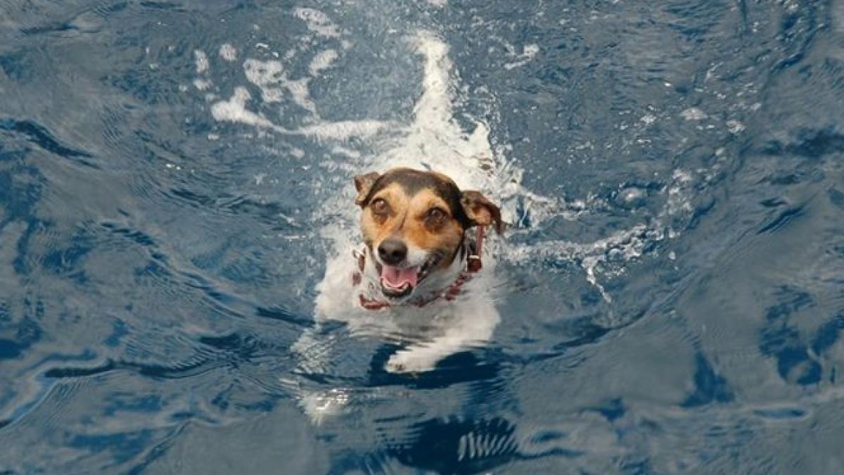 ce s a intamplat cu acest caine si stapanul sau dupa ce au plutit in deriva 3 zile in apele