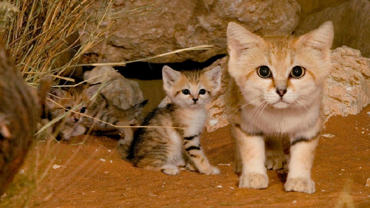 pisicile de nisip pisici care raman mici chiar si la maturitate