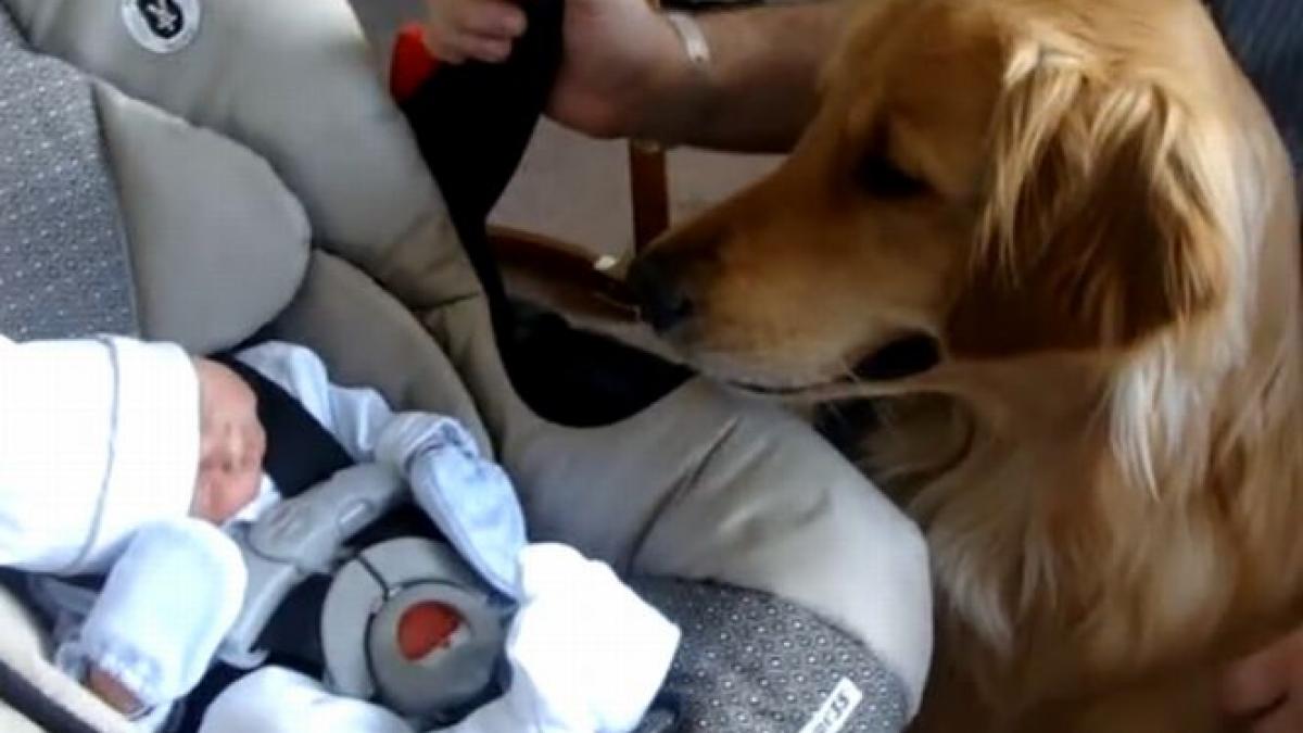 prima intalnire dintre un bebelus si cainele familiei reactia catelului este adorabila