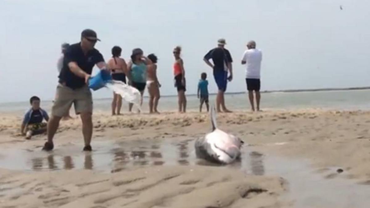 salvare spectaculoasa a unui rechin esuat pe o plaja din massachusetts video