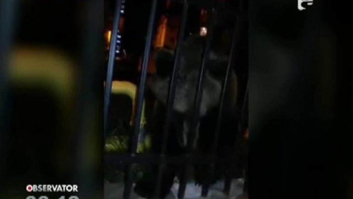 ursii au dat navala intr o celebra statiune din romania video