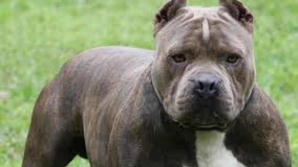 femeie muscata de fata de un pitbull in brasov