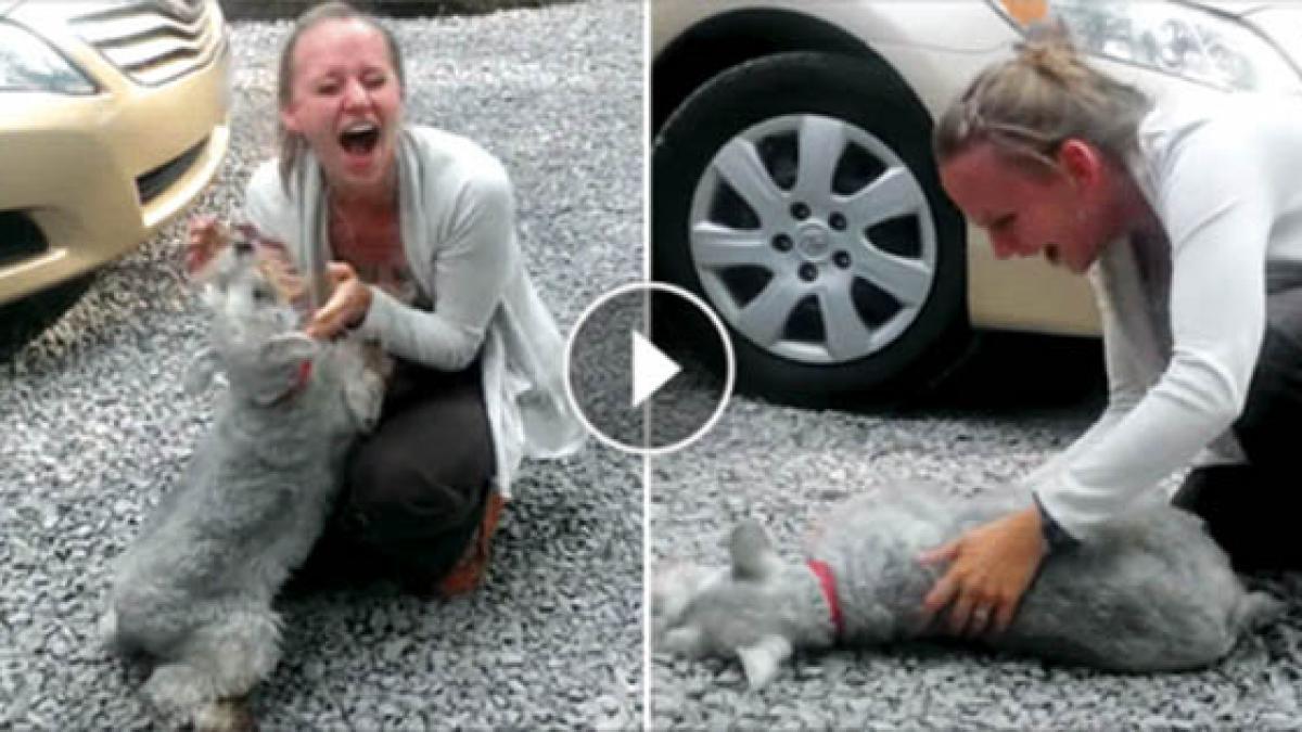 un caine lesina de bucurie cand isi revede stapana