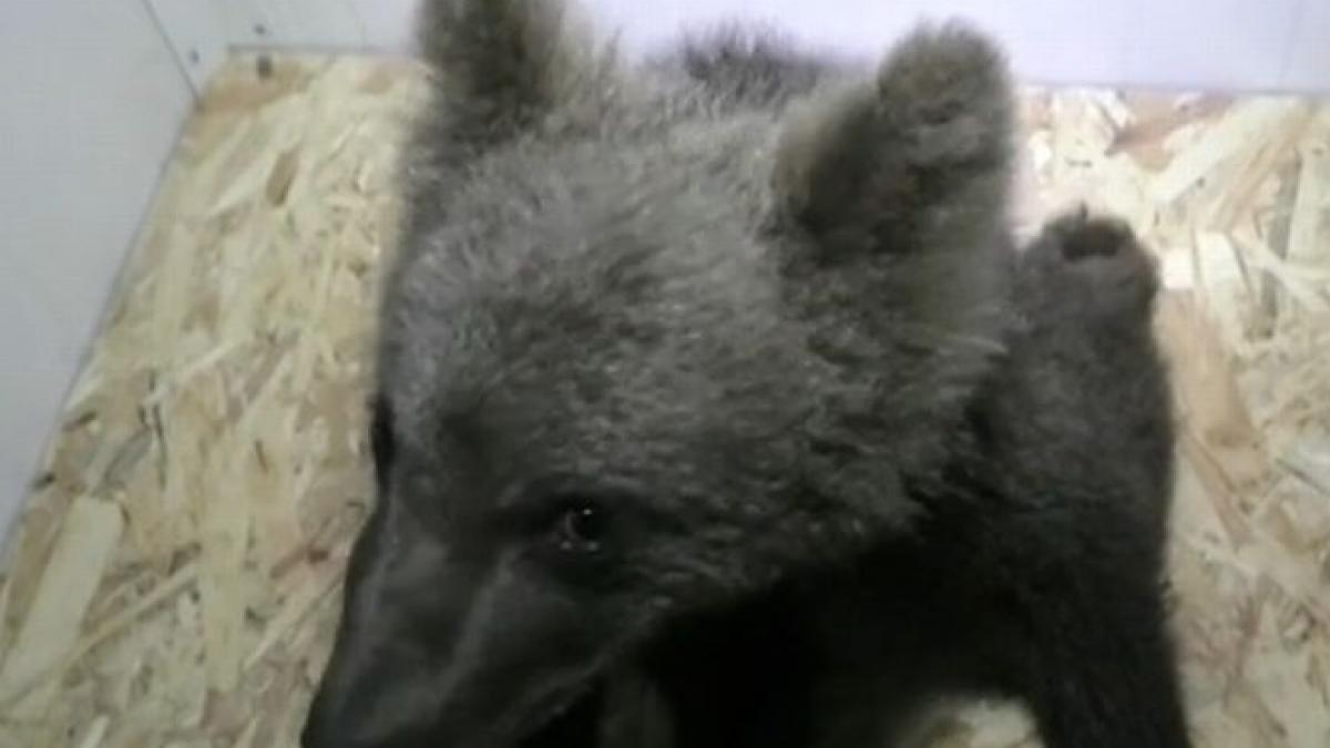 a salvat un pui de urs din apele involburate ale unui rau