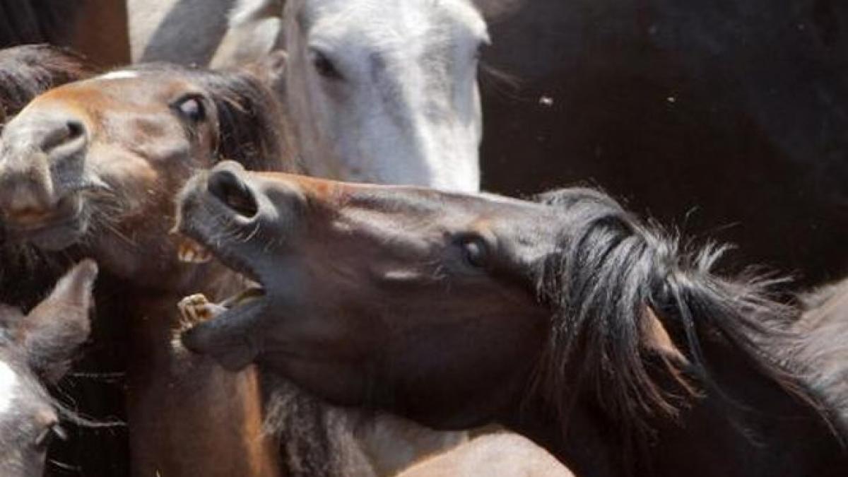 cai in galop liberi pe strazile din baia mare