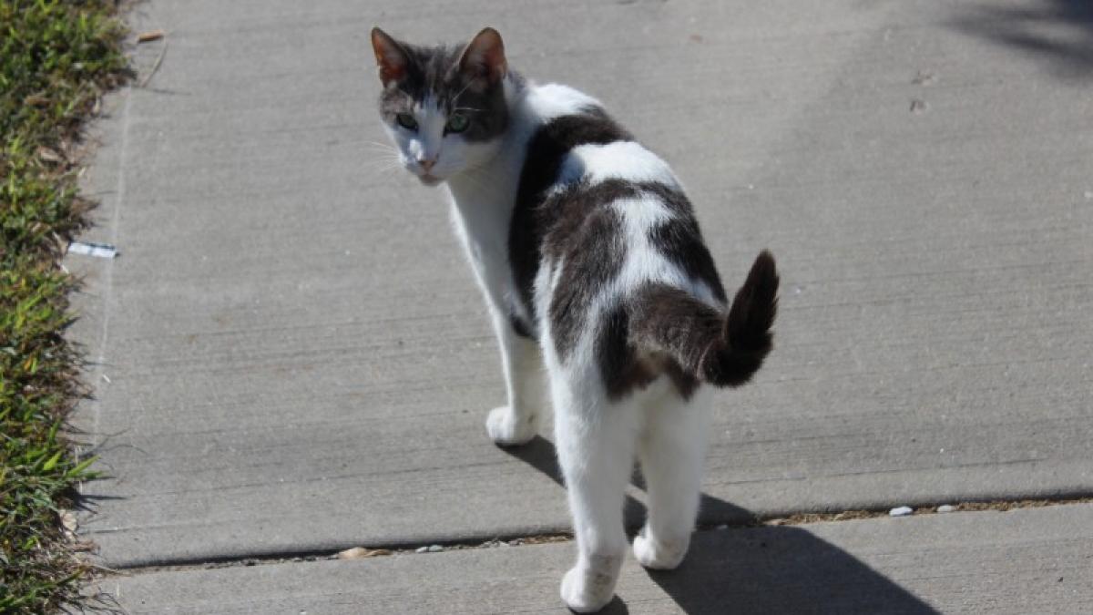 tara asta a declarat razboi pisicilor doua milioane de feline vor fi eutanasiate