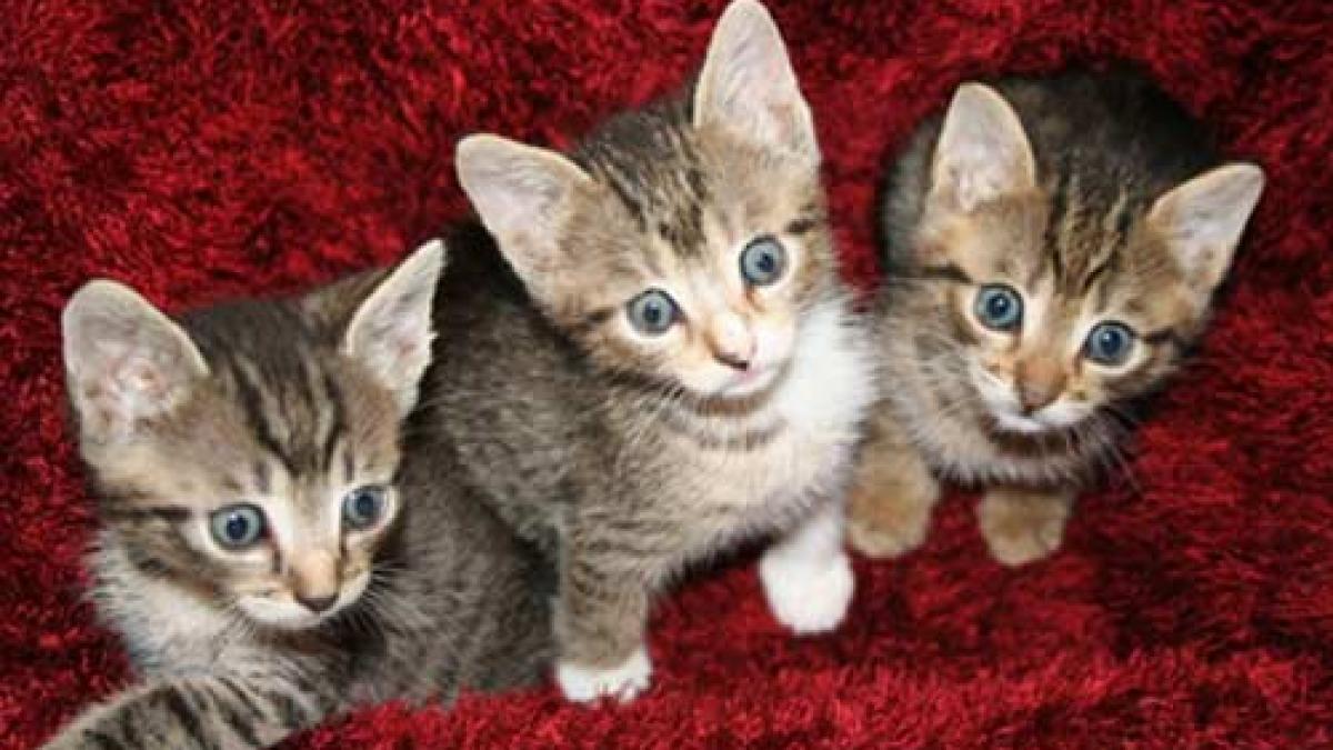 patru pisoi au fost adoptati de o femela dalmatian video