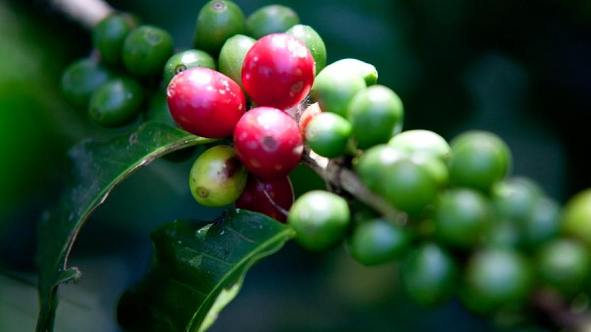 consecinte devastatoare ale consumului de cafea asupra padurilor tropicale