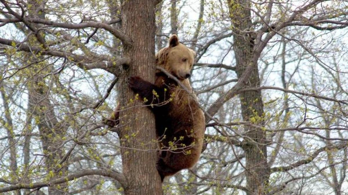 tanczos barna vrea sa casapeasca 4 000 de ursi ce spune agvps