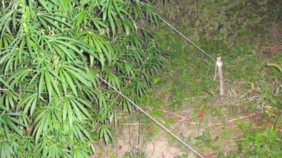 arestati dupa ce au cultivat canabis intr o padure din giurgiu