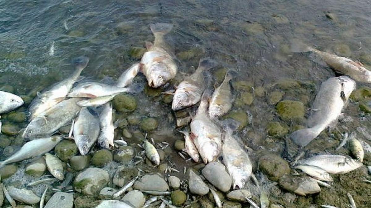 situatie revoltatoare mii de pesti morti plutesc pe apa muresului