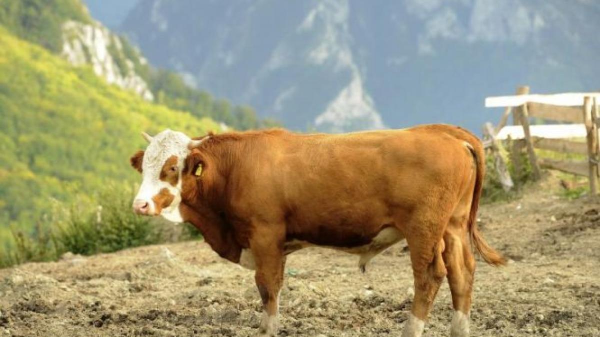 vacile vecinilor ii mancau florile de la poarta cum s a razbunat un gorjean