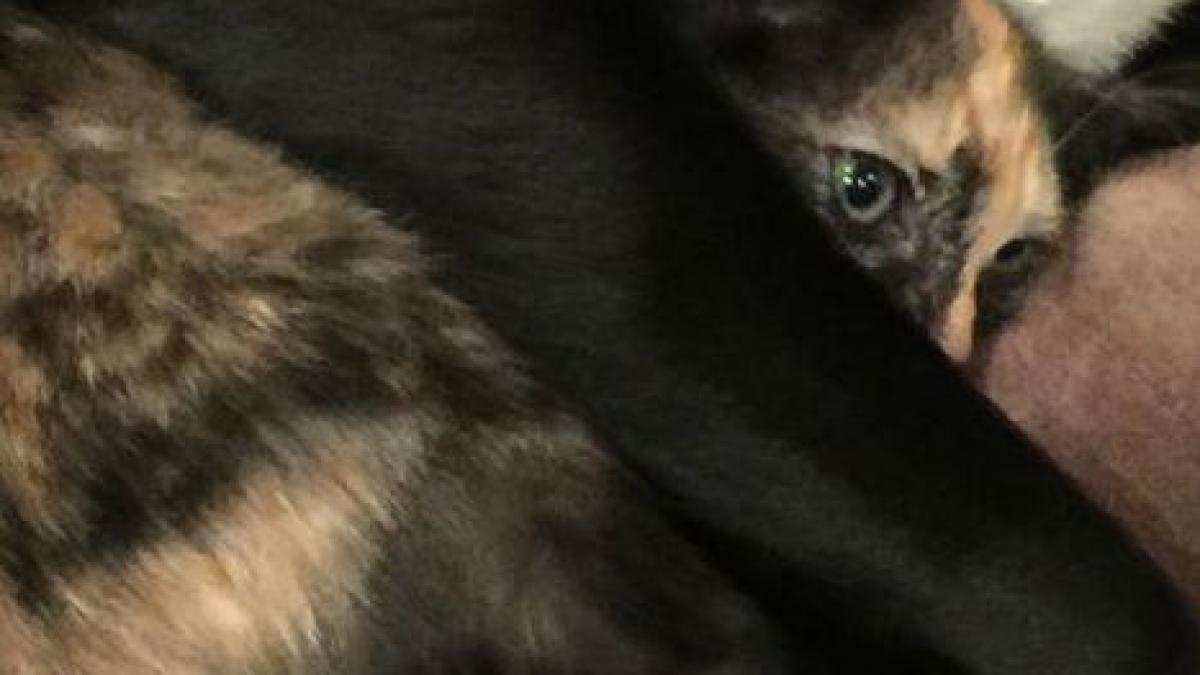 adapostul inedit gasit de aceasta felina speriata de tunetele de afara