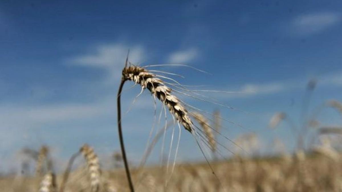 multe culturi compromise din cauza secetei in moldova nu a mai plouat de trei luni